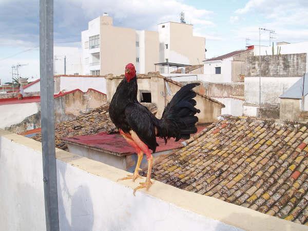 gallos jerezanos