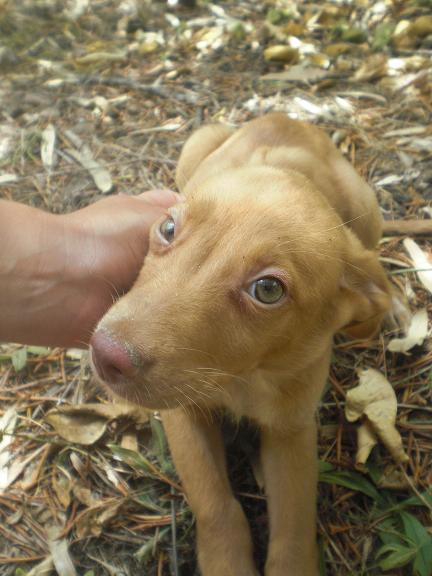 KEKO, cachorro Podenco abandonado en un campo