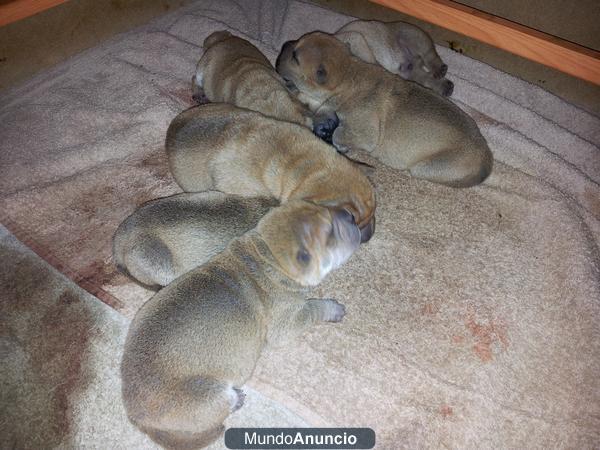 se vende shar-pei