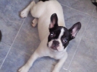 Vendo por cambio de domicilio mi perrita Buldog Frances - mejor precio | unprecio.es