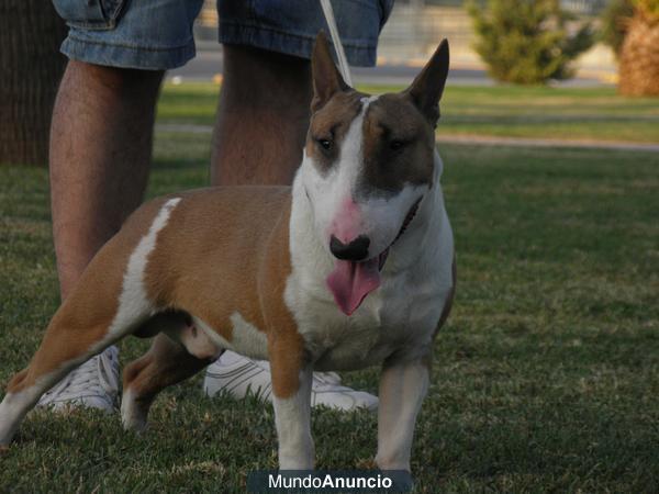 Bull terrier miniatura de exposición