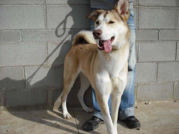 4 Huskys en adopcion en una protectora