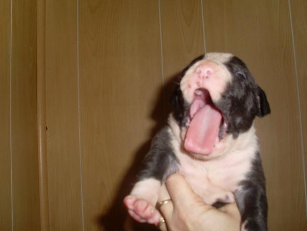 american staffordshire terrier linea blue americana