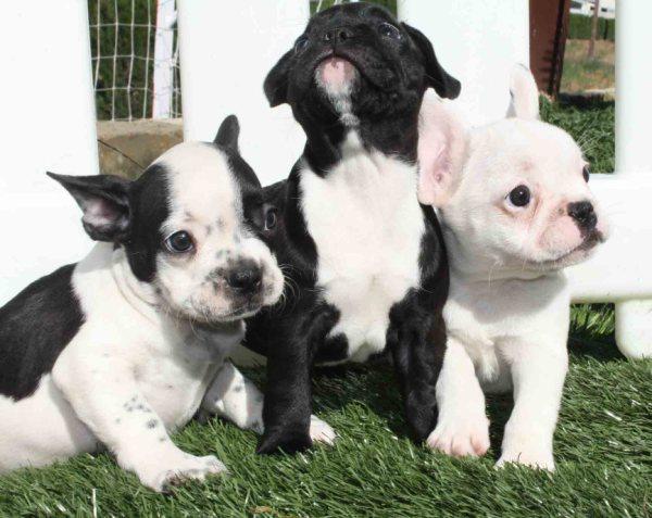 Bulldog frances, cachorros extraordinarios