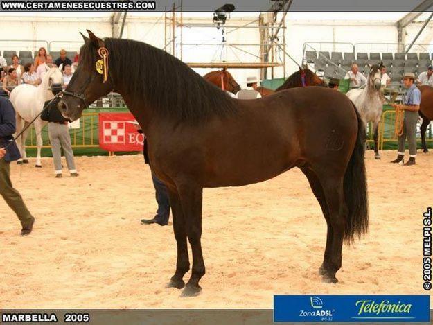 CABALLO SEMENTAL PRE NEGRO LIMPIO ORIGENES YM SE OFRECE PARA CUBRICIONES(300E)