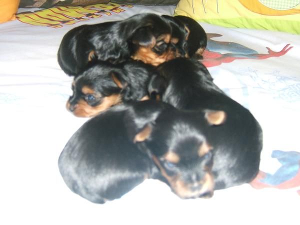 cachorros de yorshire