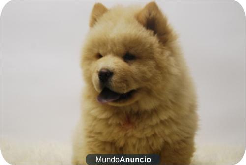 Chow Chow, disponibles machos + hembras¡¡ excelente calidad