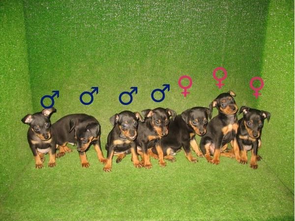 EXCELENTES CACHORROS DE PINSCHER MINI 260