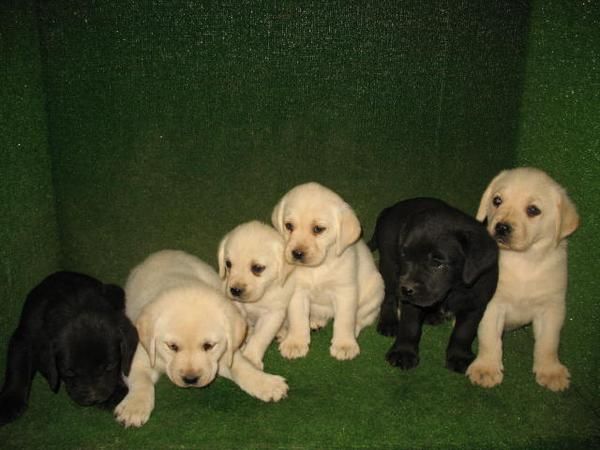 MAGNIFICOS CACHORROS DE LABRADOR PELO DORADO 250  , PELO NEGRO 190      :)