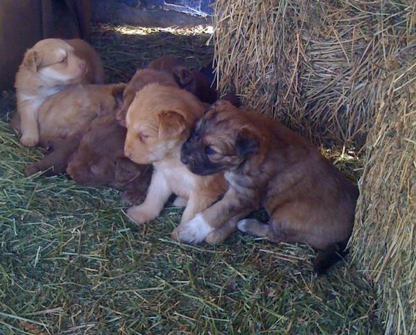 REGALO CACHORROS DE PASTOR CATALAN.