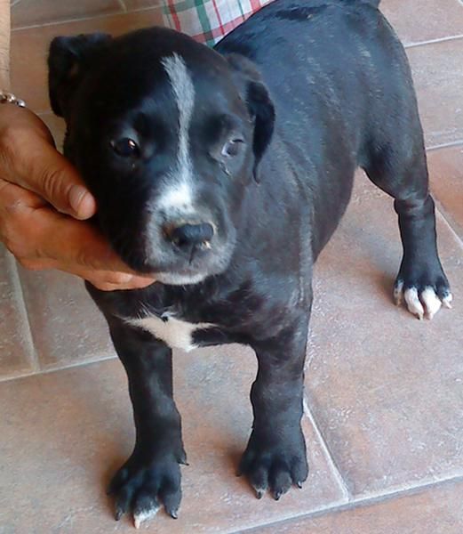 ULTIMA HEMBRA  PITBULL AMERICAN TERRIER 250