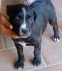 ULTIMA HEMBRA PITBULL AMERICAN TERRIER 250 - mejor precio | unprecio.es