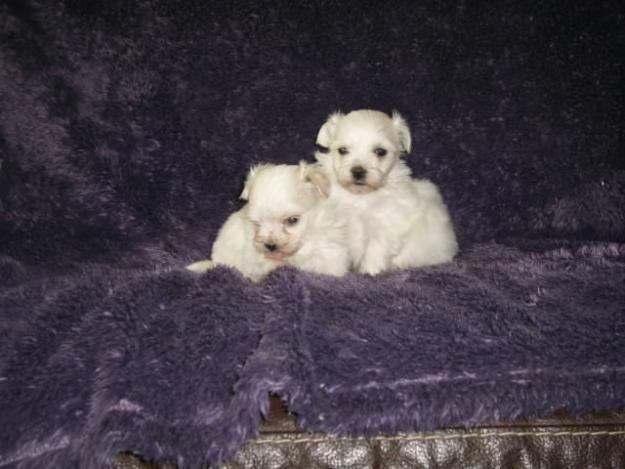 bichon maltes 3 meses ,vacunados y desparasitados (con/sin pedegree)300€