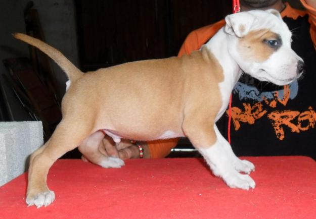 Cachorros American Staffordshire Terrier