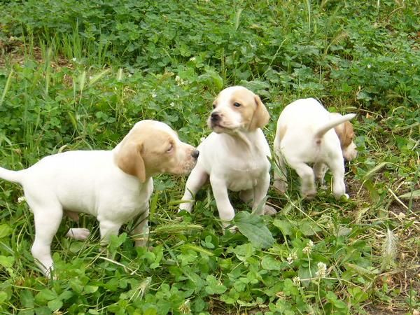 Cachorros Pointer, pedigree.