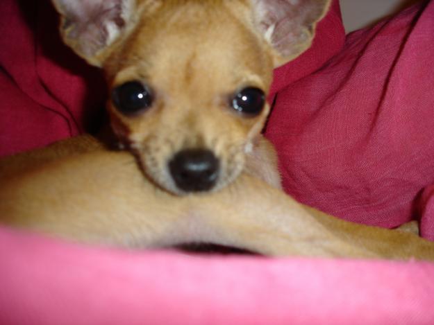 Chihuaha (Doggy) busca 