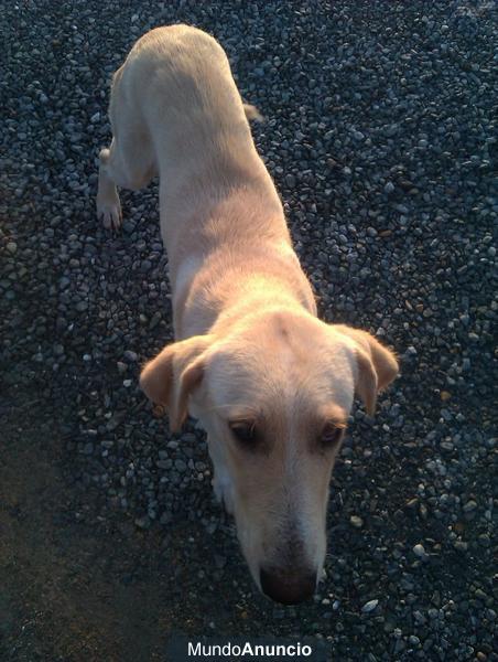 ESTA enfermo y en la calle, cachorro necesita ayuda!