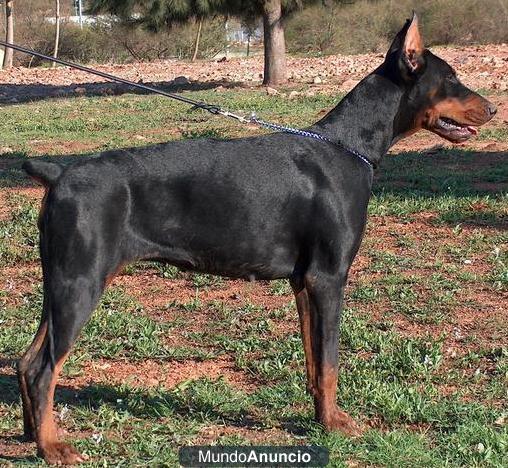 hembra adulta doberman