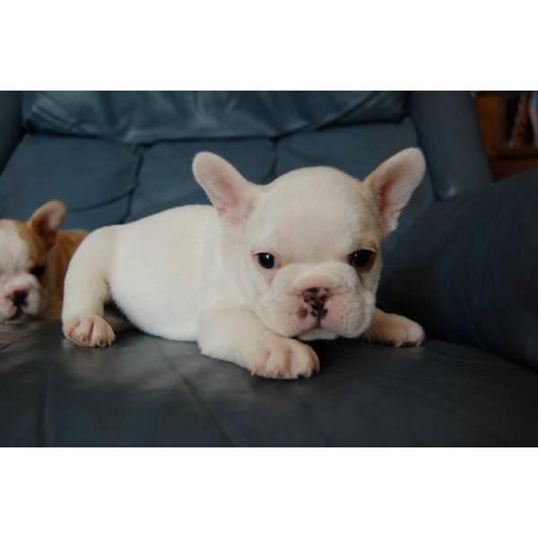 155 € - Cachorros De Bulldog Frances Nacionales