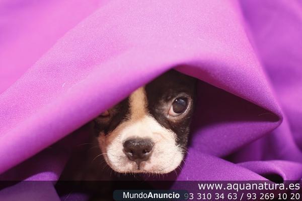 BOSTON TERRIER - CACHORROS -  GARANTÍA AQUANATURA  - TIENDA EN BARCELONA – VENTA – CRIADERO	 Disponemos de cachorros, ma