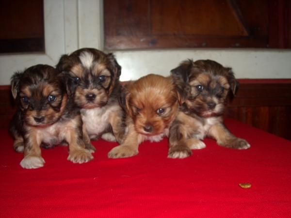 CACHORRITA CRUCE DE YORKSHIRE Y LHASA APSO