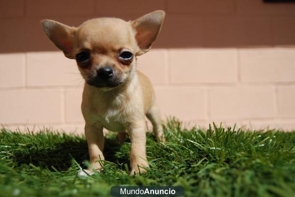 Cachorritos Chihuahua Toy criadero nacional vea los padres