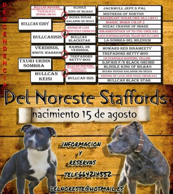 Camada staffordshire bull terrier