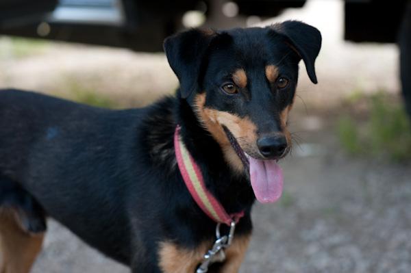 GOKU. Joven perrito que busca hogar. GPAR