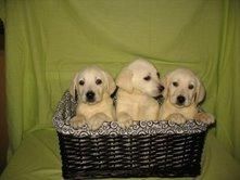 LABRADOR DE COLOR DORADO, 250 EUROS