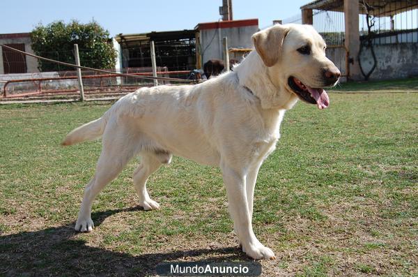 labradores