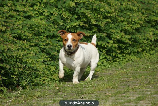 Macho de  Jack Russell