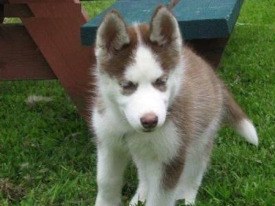 pedigree Siberian Husky cachorros - Pontevedra