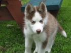 pedigree Siberian Husky cachorros - Pontevedra - mejor precio | unprecio.es