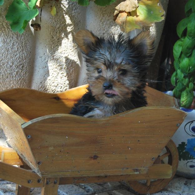 Yorkshire toy , cachorros del minimo peso