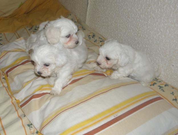 Cachorros bichon maltes