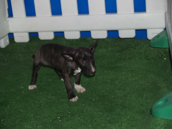 Impresionante  camada Bullterrier