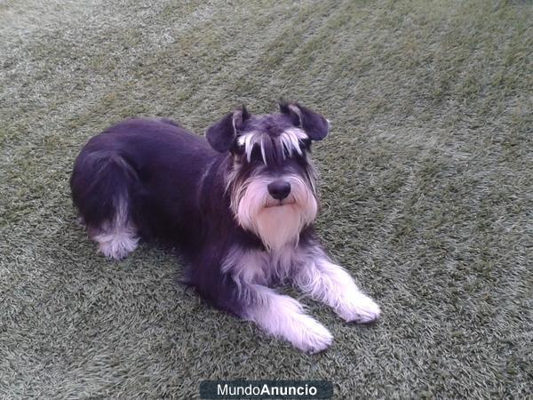 Macho schnauzer mini negro y plata para montas