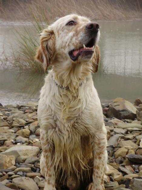 Setter Inglés - Perro para monta