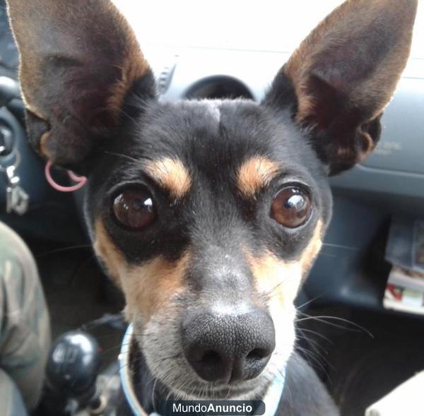 regalo,Adopta a Pixín,Pinscher mini muy cariñoso y guapo.Rescatado del abandono¿le das un hogar?