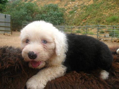 BOBTAIL OJOS CLAROS