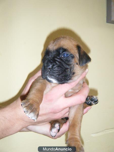 Cachorros boxer