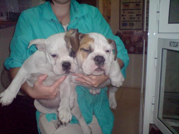 CACHORROS DE BULLDOG INGLES, PRECIOSOS 900 EUROS