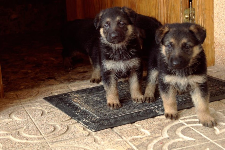 cachorros de pastor aleman de raza pura