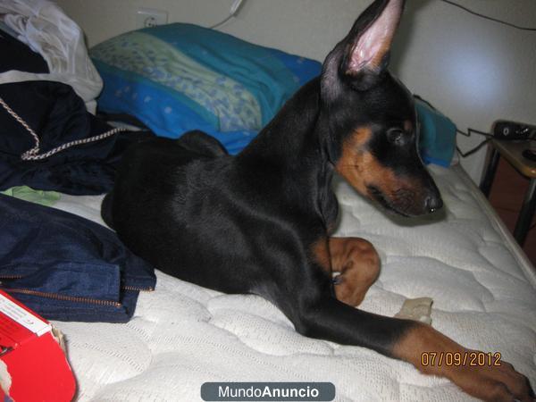 caxorra hembra doberman