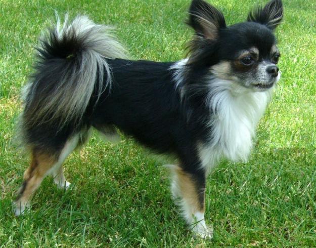 Chihuahua de pelo largo busca novia