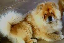 chow chow de 3 años