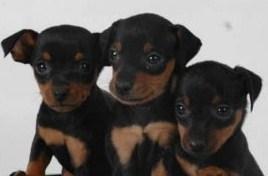 excelentes cachorros de pinscher miniatura color negro/fuego y color marron criadores