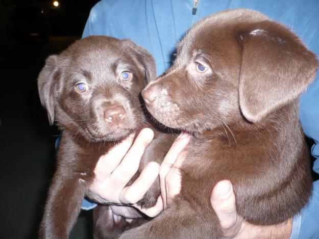 gran camada de labradores chocolates con loe