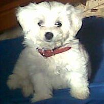 Precioso Bichon Maltes de tres meses