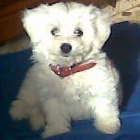 Precioso Bichon Maltes de tres meses - mejor precio | unprecio.es